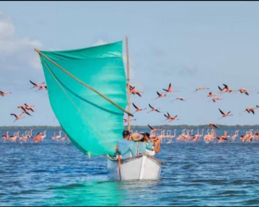 flamencos